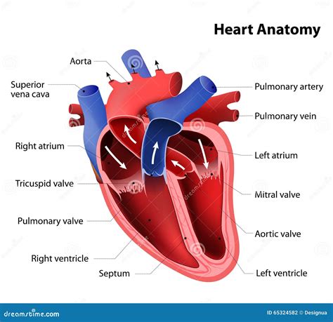 Heart anatomy stock vector. Illustration of internal - 65324582