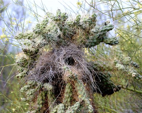 Cactus Wren Nest; Oro Valley. AZ [Lou Feltz] | While it look… | Flickr