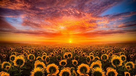 Beautiful Yellow Sunflowers Field During Sunset Under Black Yellow Clouds Blue Sky HD Sunflower ...