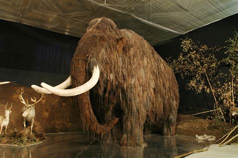 The woolly mammoth die-off was even sadder than you think | Popular Science