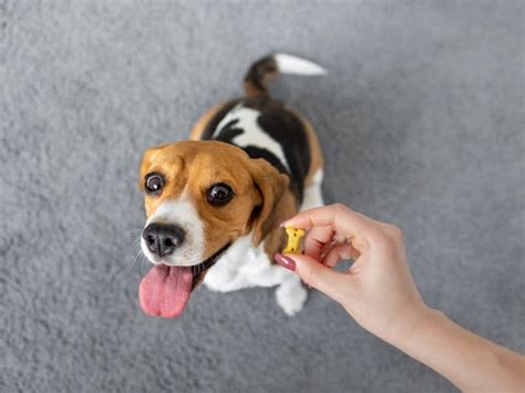 Are Beagles Easy to Train? Expert Insights and Tips