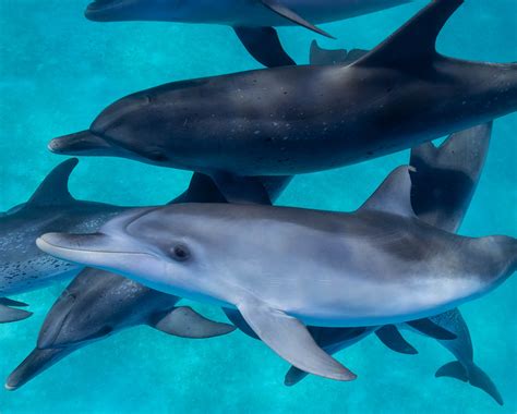 Wild Dolphin Swim | Communicate with Dolphins | Mary J. Getten