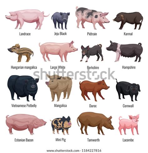 393 Hampshire Pig Images, Stock Photos & Vectors | Shutterstock