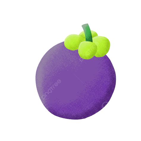 Mangosteen Hand Drawn Style, Mangosteen, Fruit, Hand Drawn PNG Transparent Clipart Image and PSD ...