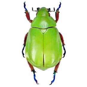 BicBugs Chrysina macropus female green blue scarab beetle Guatemala | Macropus, Scarab beetle ...