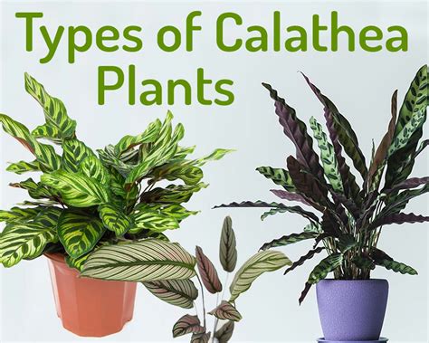 15 + Must Have Types of Calathea Plants with Pictures - My Little Jungle