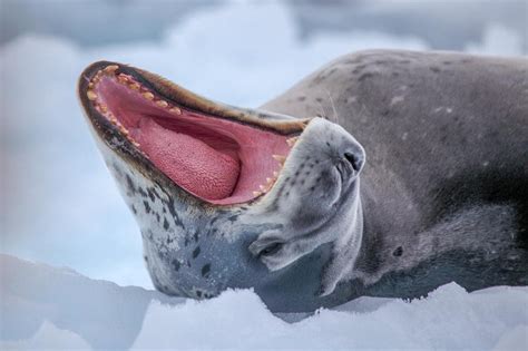 Animals in Antarctica: Discover the Wildlife in Antarctica | LANDED Travel