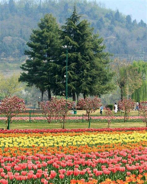 Spring in Kashmir Valley, India | Beautiful places to visit, Valley of flowers, Travel tours