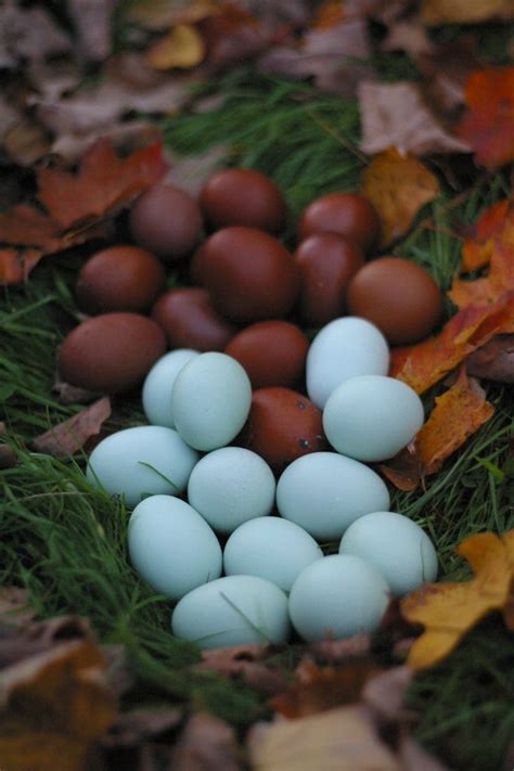 Self Blue Ameraucana Hatching Eggs: Half Dozen