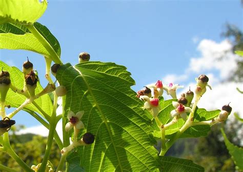 Vitaceae [Famille] - Images