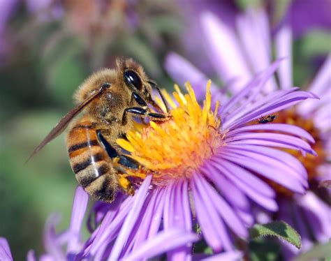 Bee Symbolism - Spirit Animal Totems