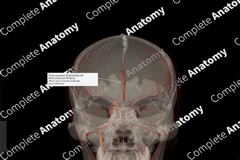 Precuneate Branches of Pericallosal Artery (Right) | Complete Anatomy