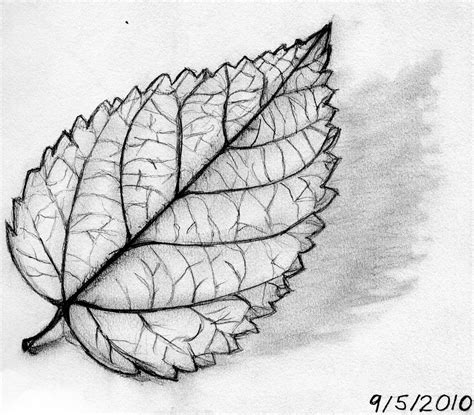Christine Lumans: Leaf Sketch