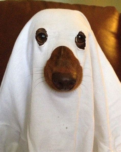 DIY Dog Halloween Costumes - Make your own Halloween costume for your dog - ghost dog costume ...