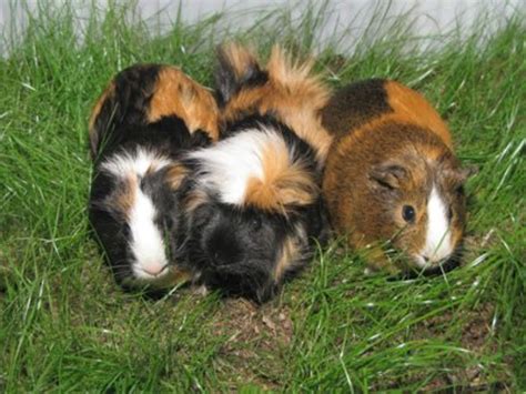 Guinea Pig Care: A Beginner's Guide on Caring for a Guinea Pig | PetHelpful