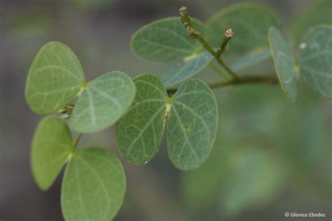 Bauhinia tomentosa – PLANTBOOK