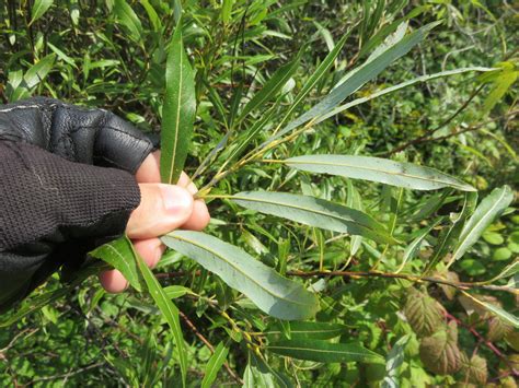 Salix – Willows | Trees Canadensis