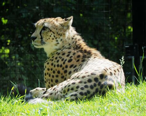 Northeast African cheetah, 2020-06-12 - ZooChat