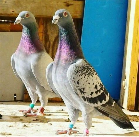 Best Racing Pigeons 2020 champ | Racing pigeons, Pigeon pictures, Pet birds