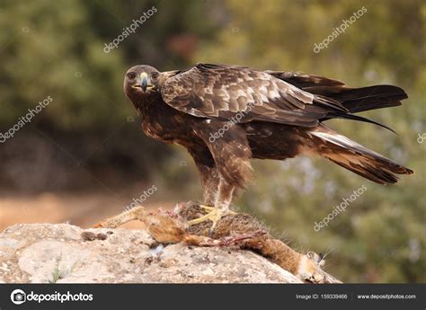 Hunting golden eagle Stock Photo by ©paolo-manzi 159339466