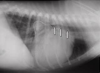 Misc Diseases...: Congestive Heart Failure [CHF] in Pets