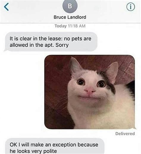 Polite cat : r/memes