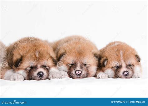 Akita inu puppies stock photo. Image of outside, portrait - 87603272