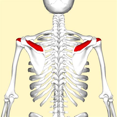 https://upload.wikimedia.org/wikipedia/commons/thumb/3/34/Supraspinatus_muscle_back4.png/1024px ...