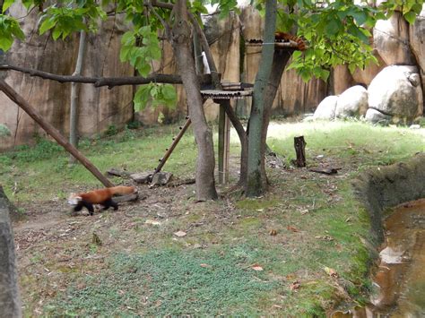 8/14/2016 - Red Panda Habitat - ZooChat