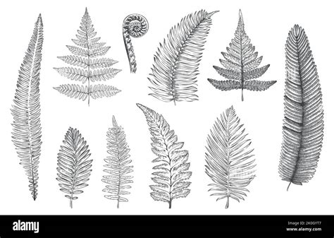 Hand drawn fern. Monochrome sketch of forest plants for greeting card ...