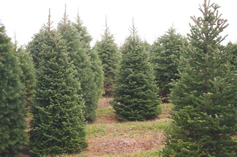 About Evergreen Valley Christmas Tree Farm | Evergreen Valley Christmas Tree Farm - Cut Your Own ...