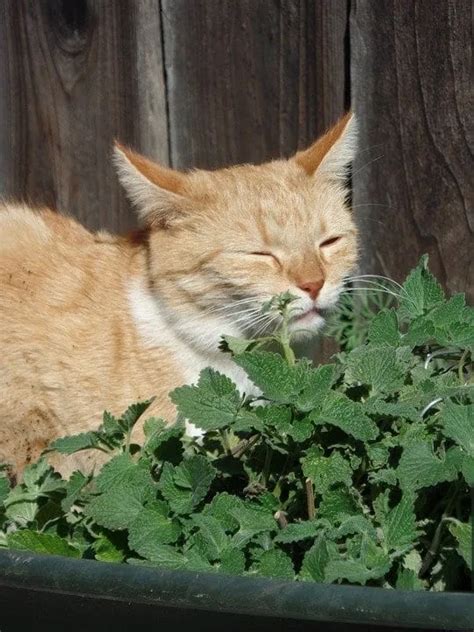 The History Of Catnip And Why Your Cat Loves It So Much • Kritter Kommunity