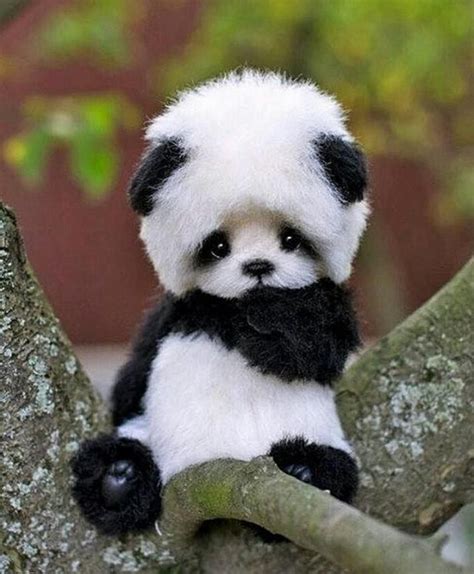 The cutest baby panda out there. ...or a teddy bear wearing a panda hat ...