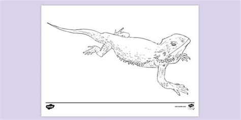 FREE! - Bearded Dragon Colouring Sheet | Colouring Sheets