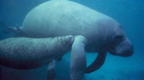 West Indian Manatee in the Indian River Lagoon and Banana River