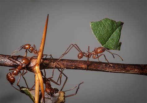 Using Ant Pheromones to Catch Crop Pests & Reduce Insecticide Spraying