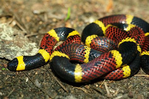 Texas Coral Snake | Flickr - Photo Sharing!