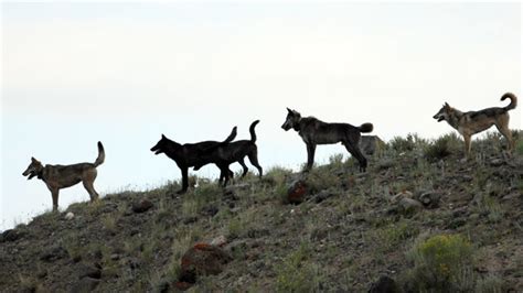 Yellowstone's 'Famous' Alpha Female Wolf Shot and Killed by Hunter - ABC News