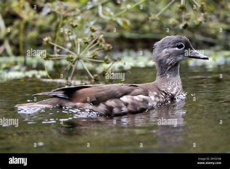 Mandarin duckling first plumage hi-res stock photography and images - Alamy