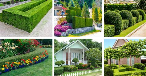 Boxwood Hedge Spacing