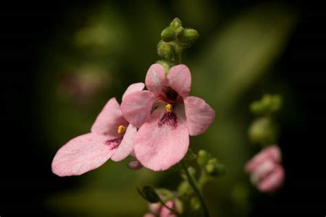 10+ Nemesia Flower Stock Photos, Pictures & Royalty-Free Images - iStock