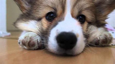 Fluffy Corgi Puppies