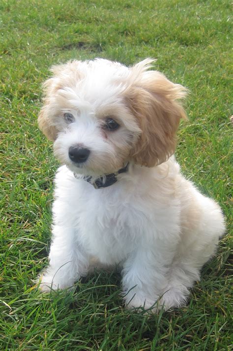 Cavachon | GreatDogSite