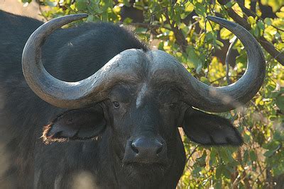 African buffalo's horn - Photorena