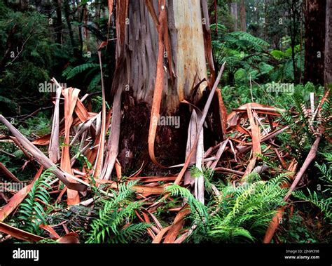 Bark Peeling from Ash Tree, East Victoria, Australia Stock Photo - Alamy