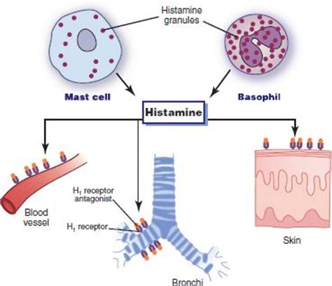 Drug Therapy to Decrease Histamine Effects and Allergic Response ...