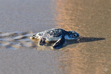 Baby Sea Turtle Facts and Photographs | Seaunseen