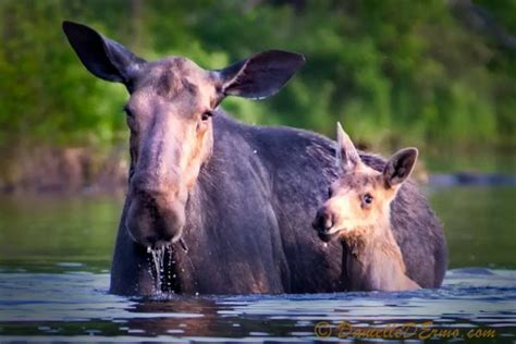 Wildlife Safaris Moosehead Lake Maine - Moose Safaris