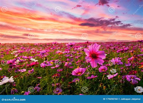 Beautiful and Amazing of Cosmos Flower Field Landscape in Sunset. Stock Photo - Image of country ...