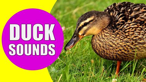 DUCK SOUNDS FOR KIDS - Quacking Sounds of Ducks, Duck Sound Effects and Calls - YouTube